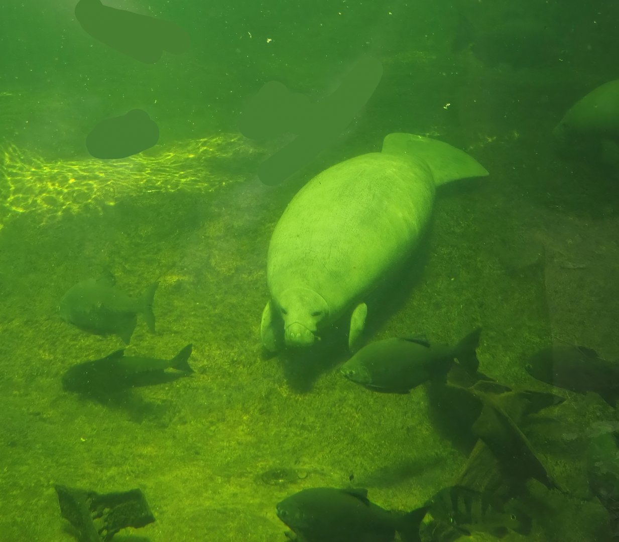 West Indian Manatee (Trichechus manatus manatus) and Tambaqui (Colossoma macropomum), 2024-06-08