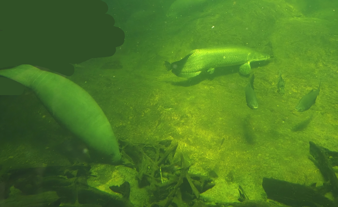 West Indian Manatee (Trichechus manatus manatus), Arapaima (Arapaima gigas) and Tambaqui (Colossoma macropomum), 2024-06-08