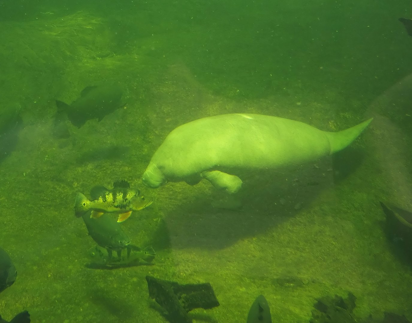 West Indian Manatee (Trichechus manatus manatus), Peacock bass (Cichla monoculus) and Tambaqui (Colossoma macropomum), 2024-06-08