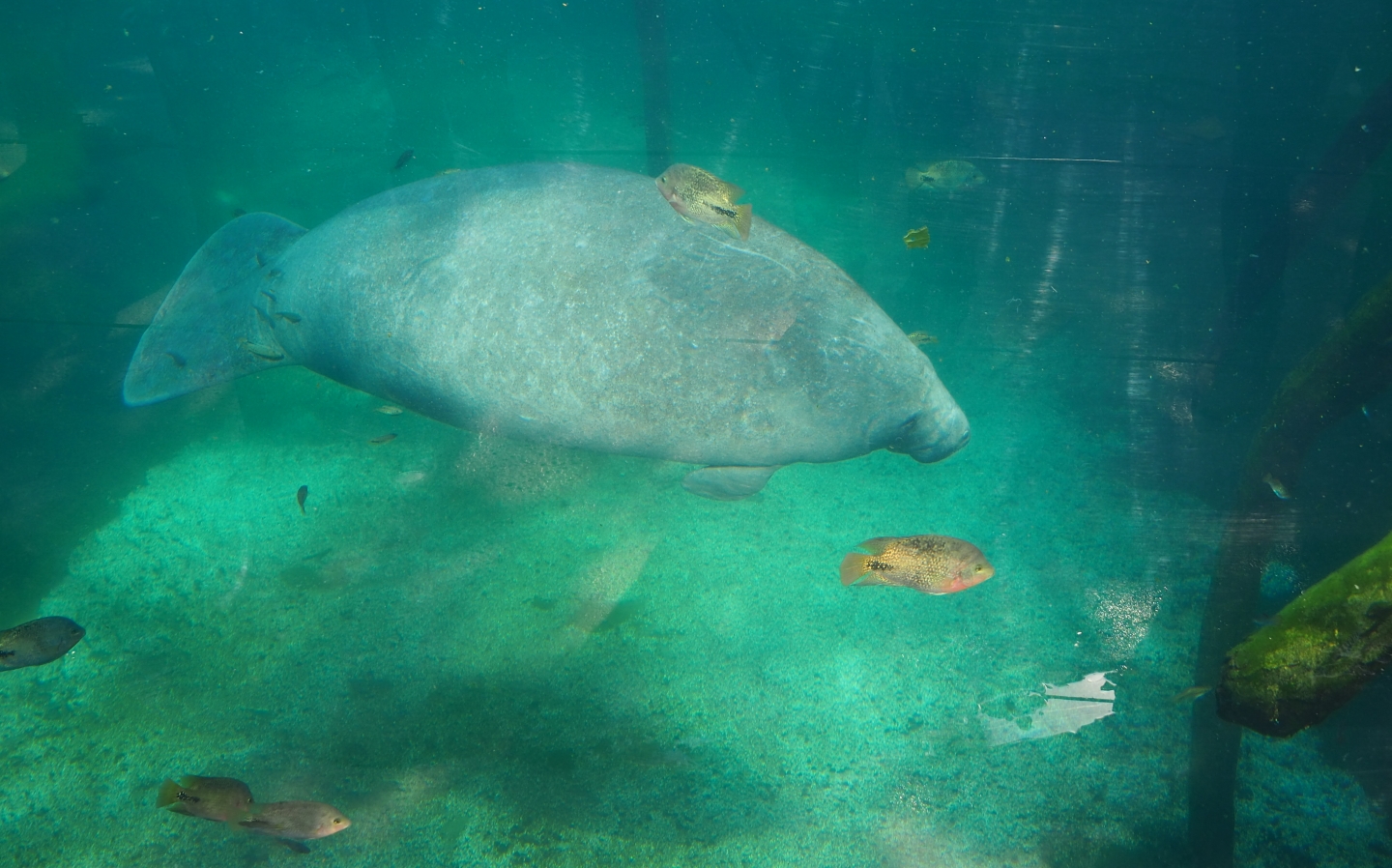 West Indian manatee (Trichechus manatus manatus) underwater (Sep 16th, 2018)