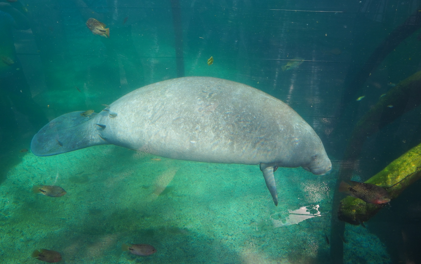 West Indian manatee (Trichechus manatus manatus) underwater (Sep 16th, 2018)