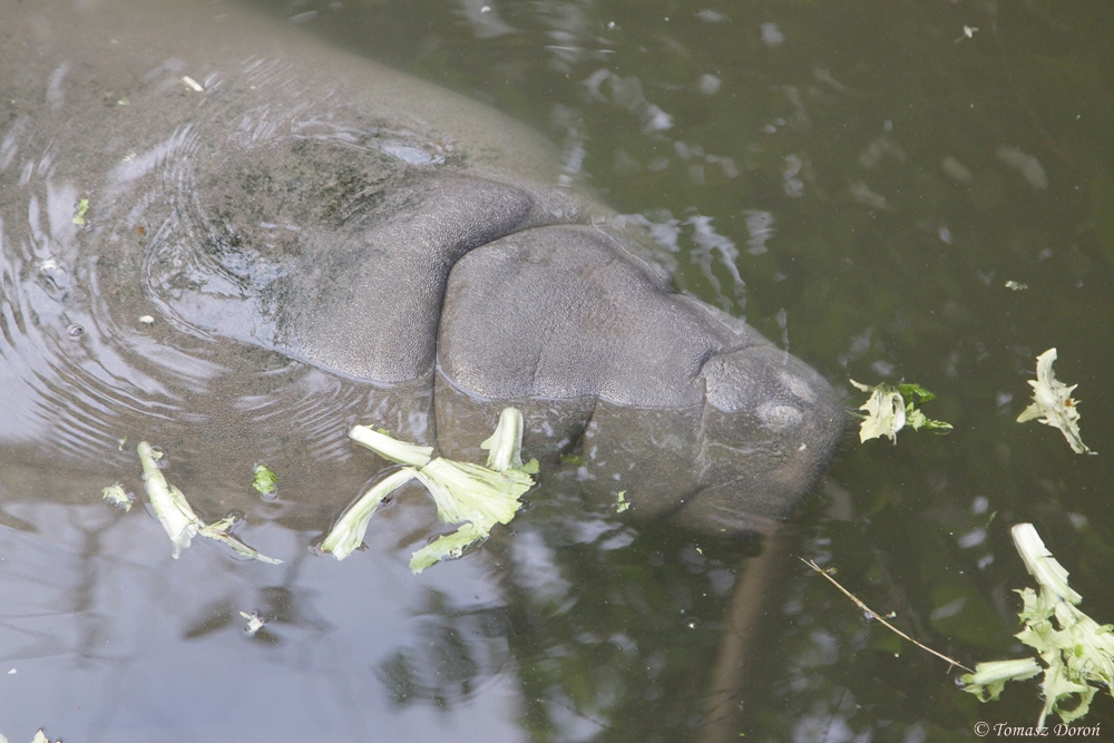 West Indian Manatee (Trichechus manatus manatus)