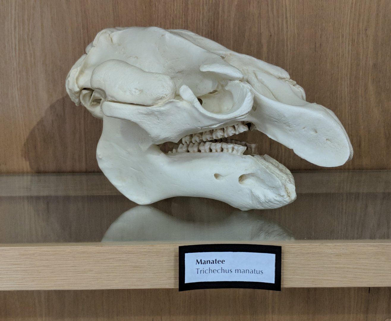 West Indian manatee (Trichechus manatus) skull