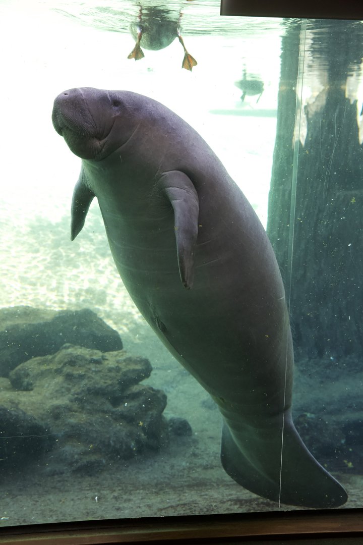 West Indian Manatee/ Trichechus manatus