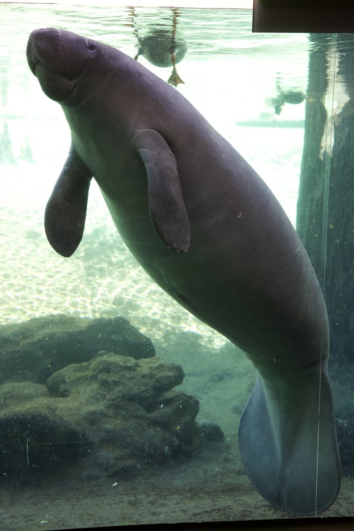 West Indian Manatee/ Trichechus manatus