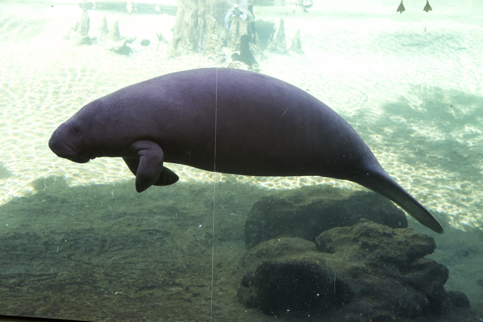 West Indian Manatee/ Trichechus manatus