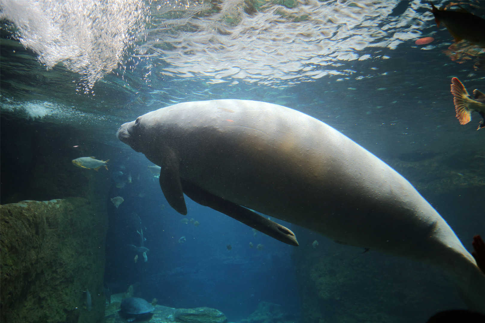 West Indian Manatee (Trichechus manatus)