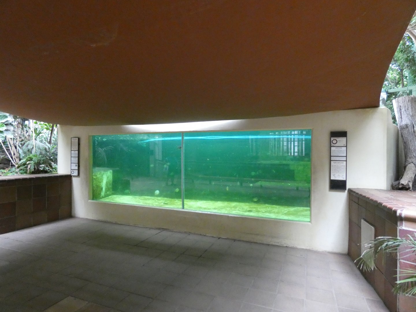 West Indian Manatee Underwater Viewing