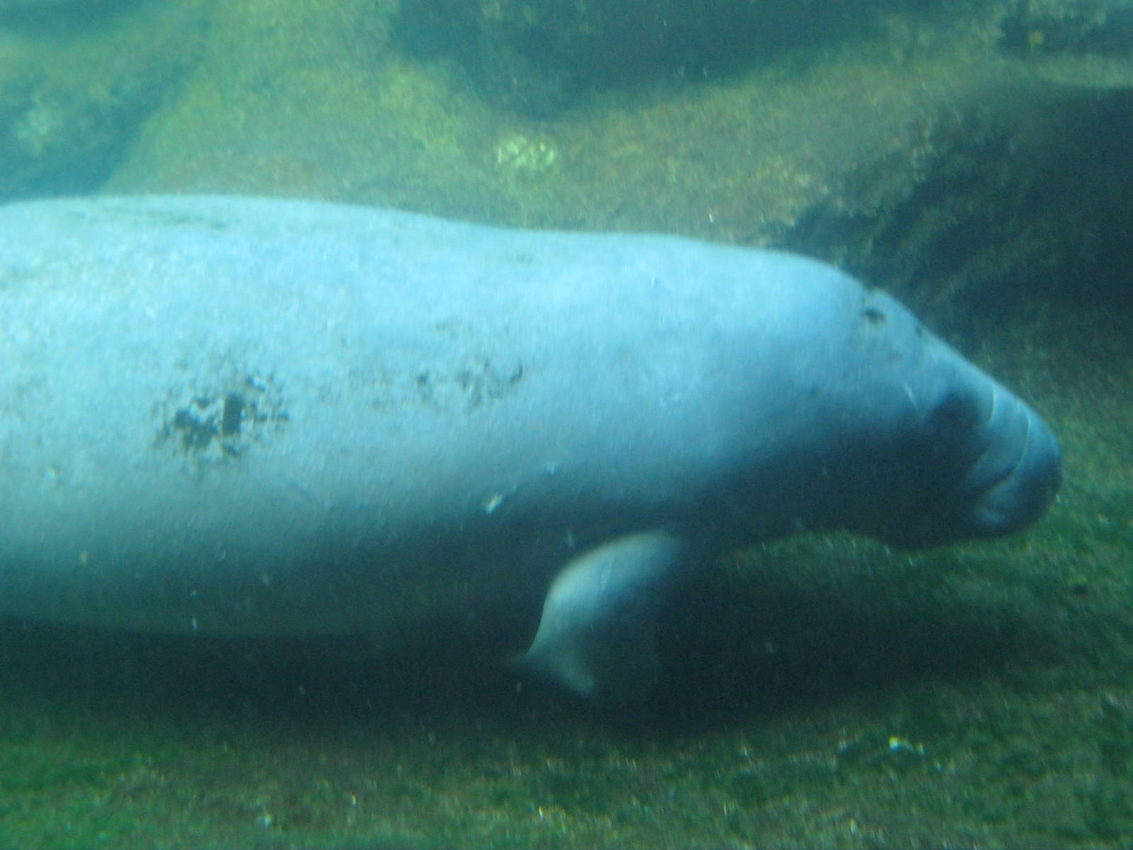 West Indian Manatee
