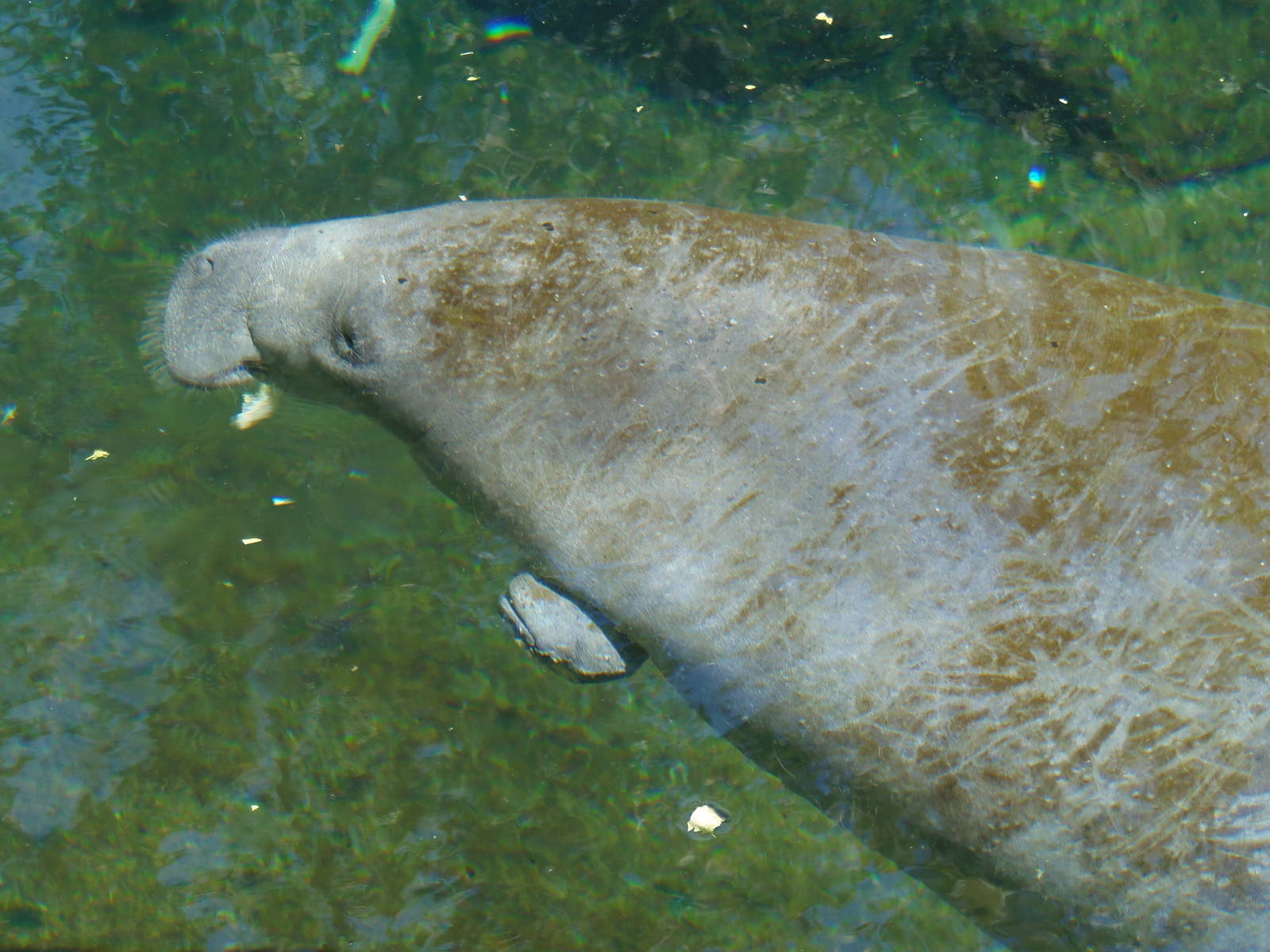 West Indian Manatee