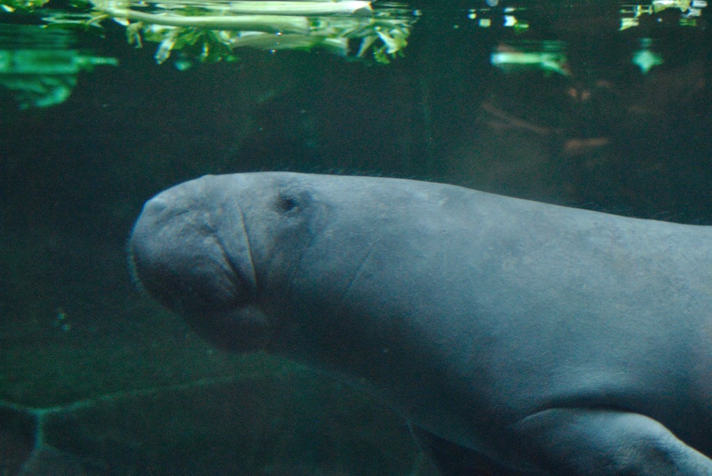 West Indian manatee