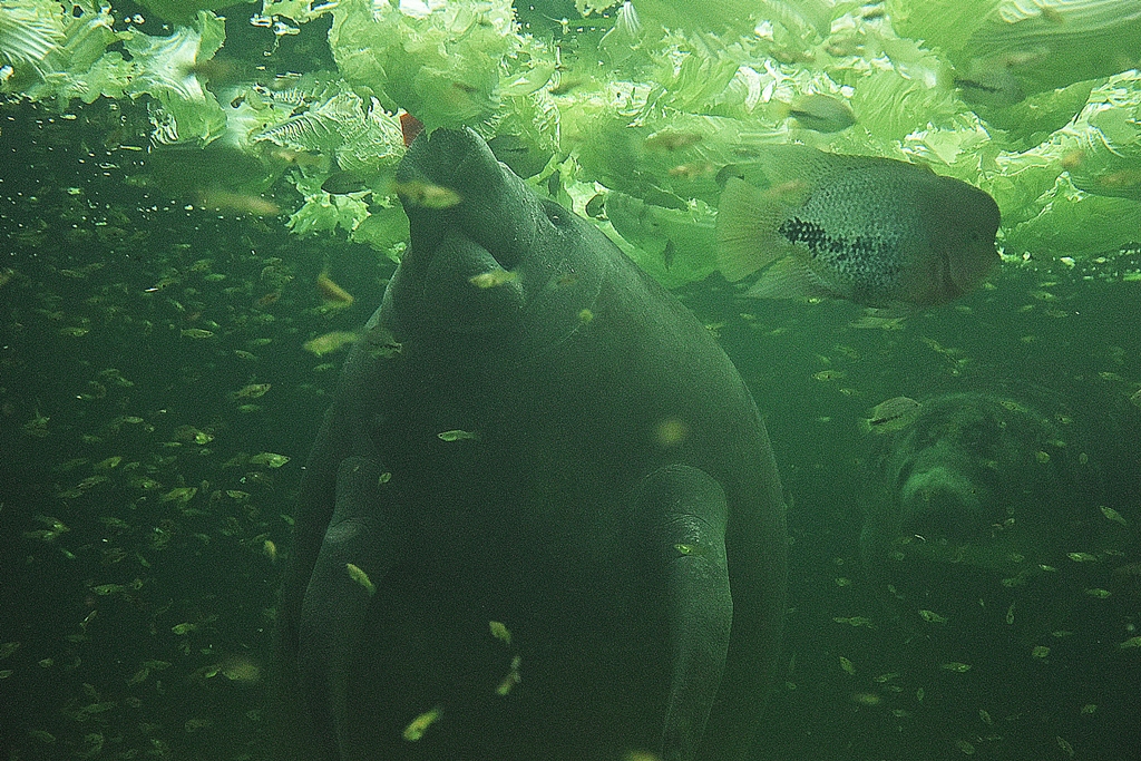 West Indian manatee