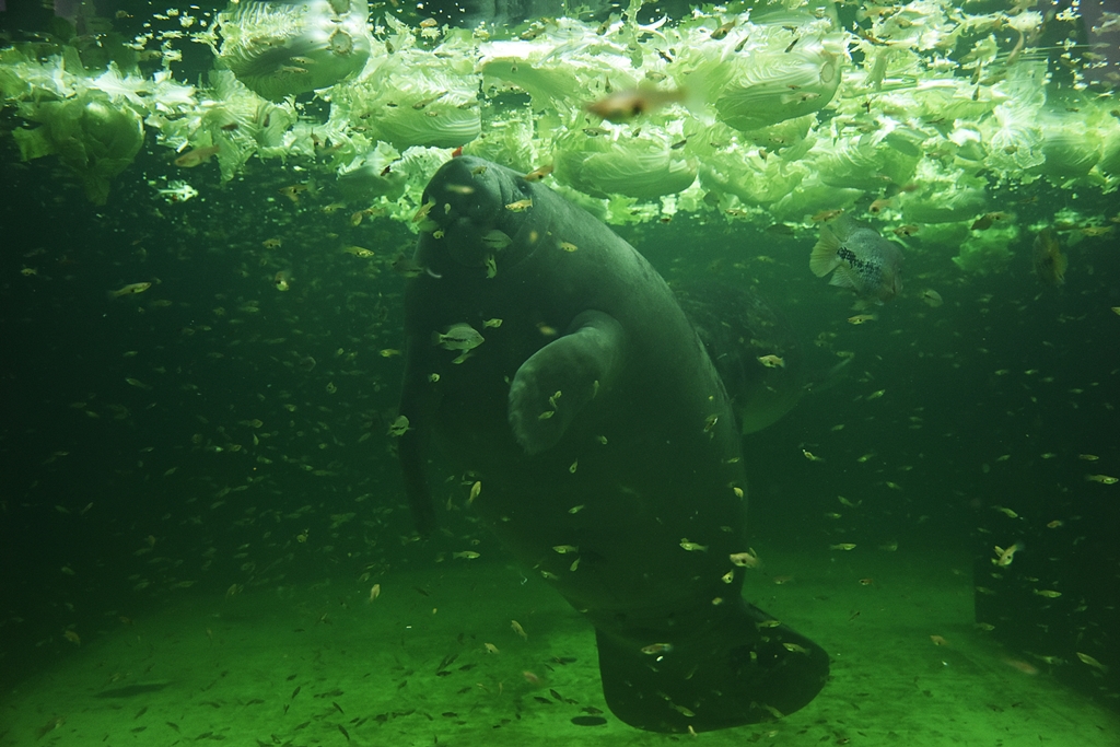 West Indian manatee