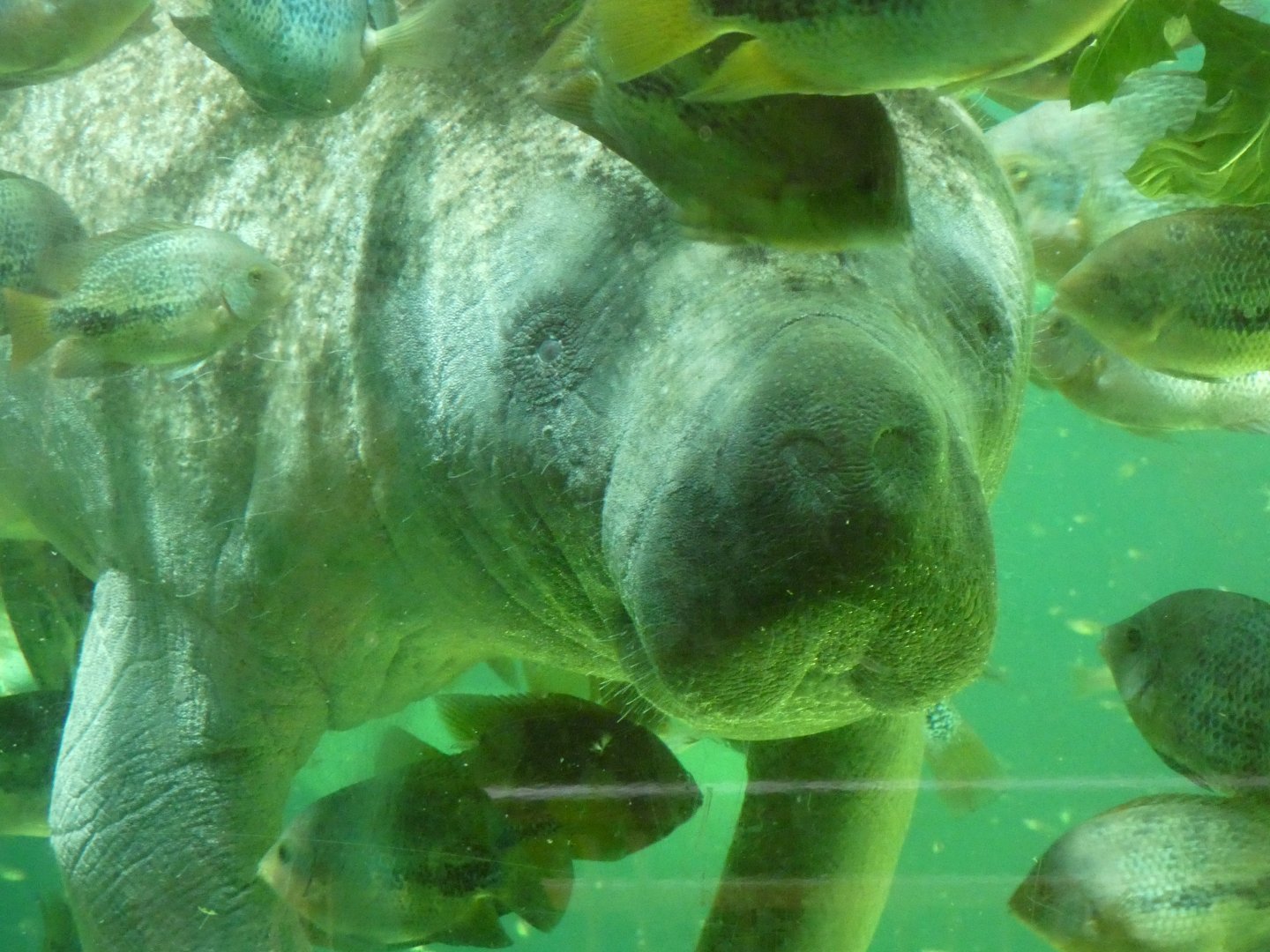 West Indian Manatee
