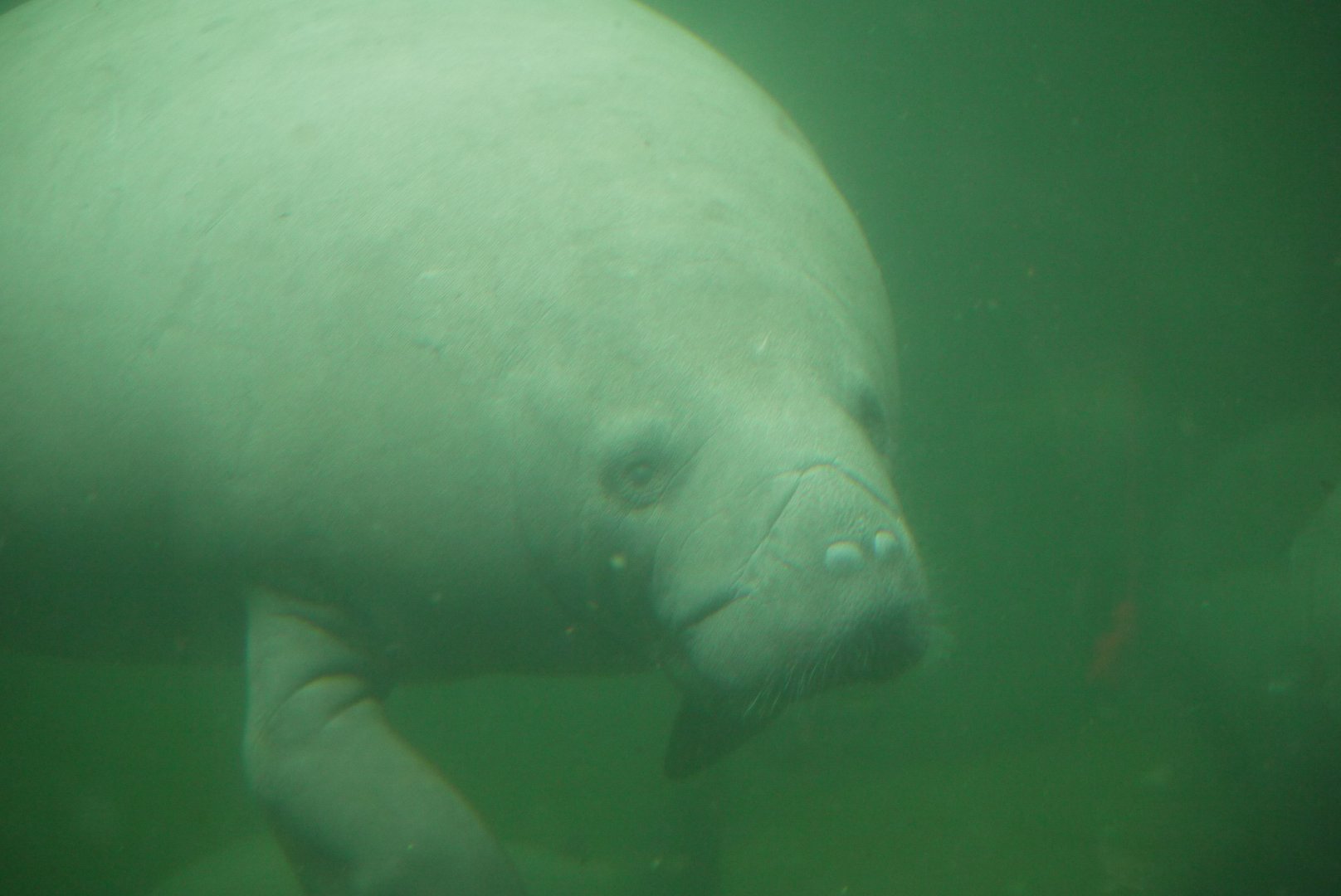 West Indian Manatee