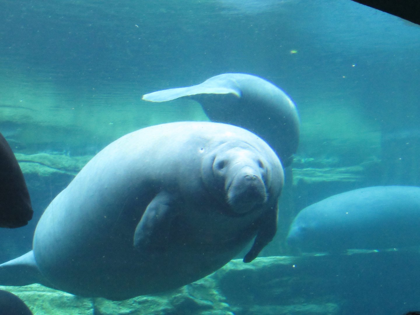 West Indian Manatee