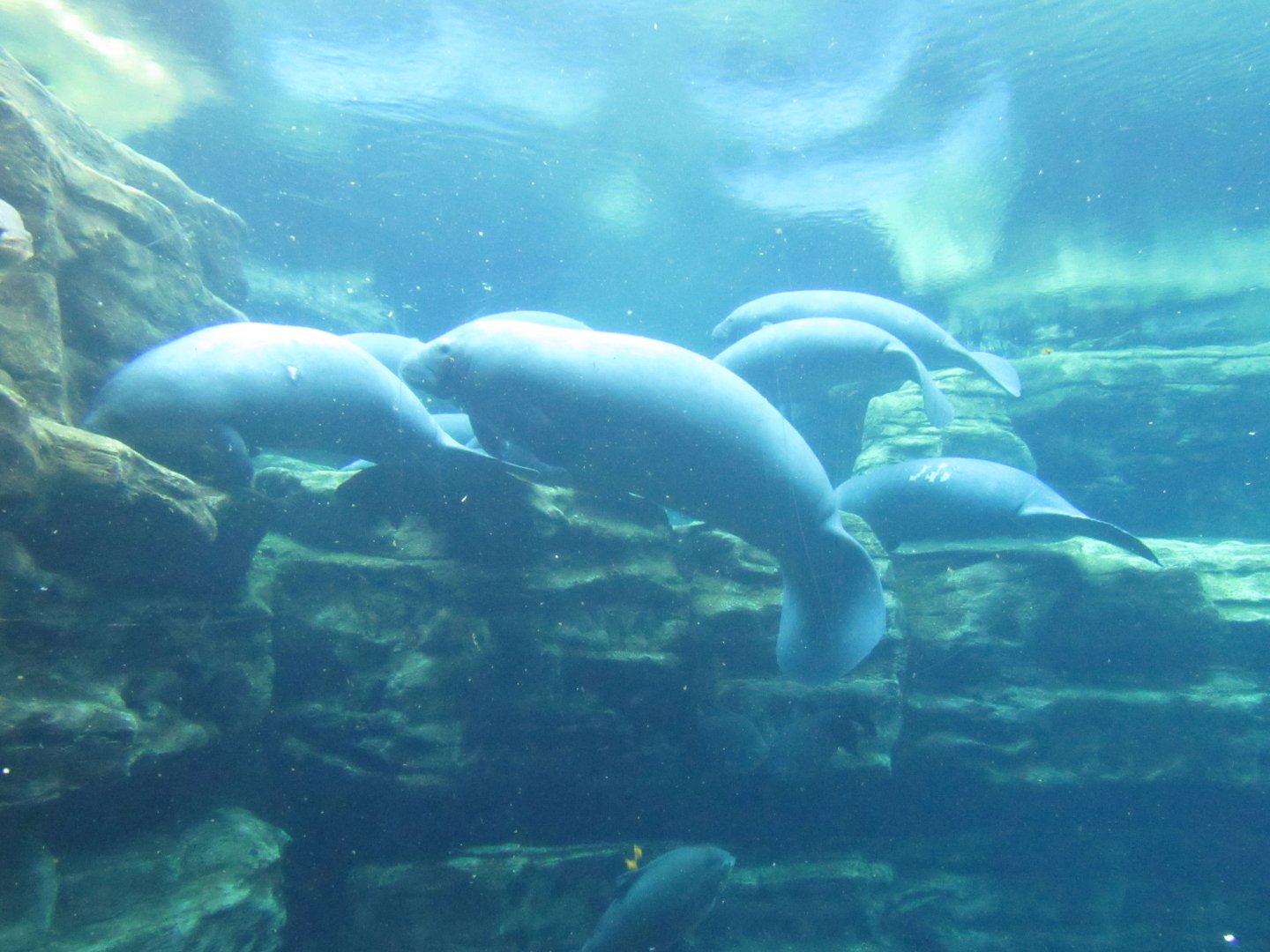 West Indian Manatee