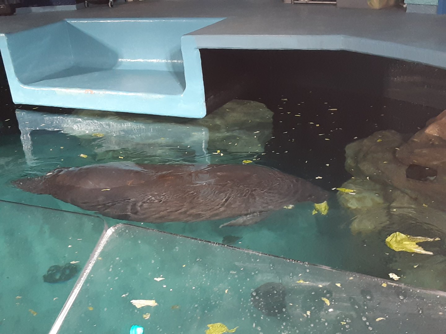 West Indian Manatee