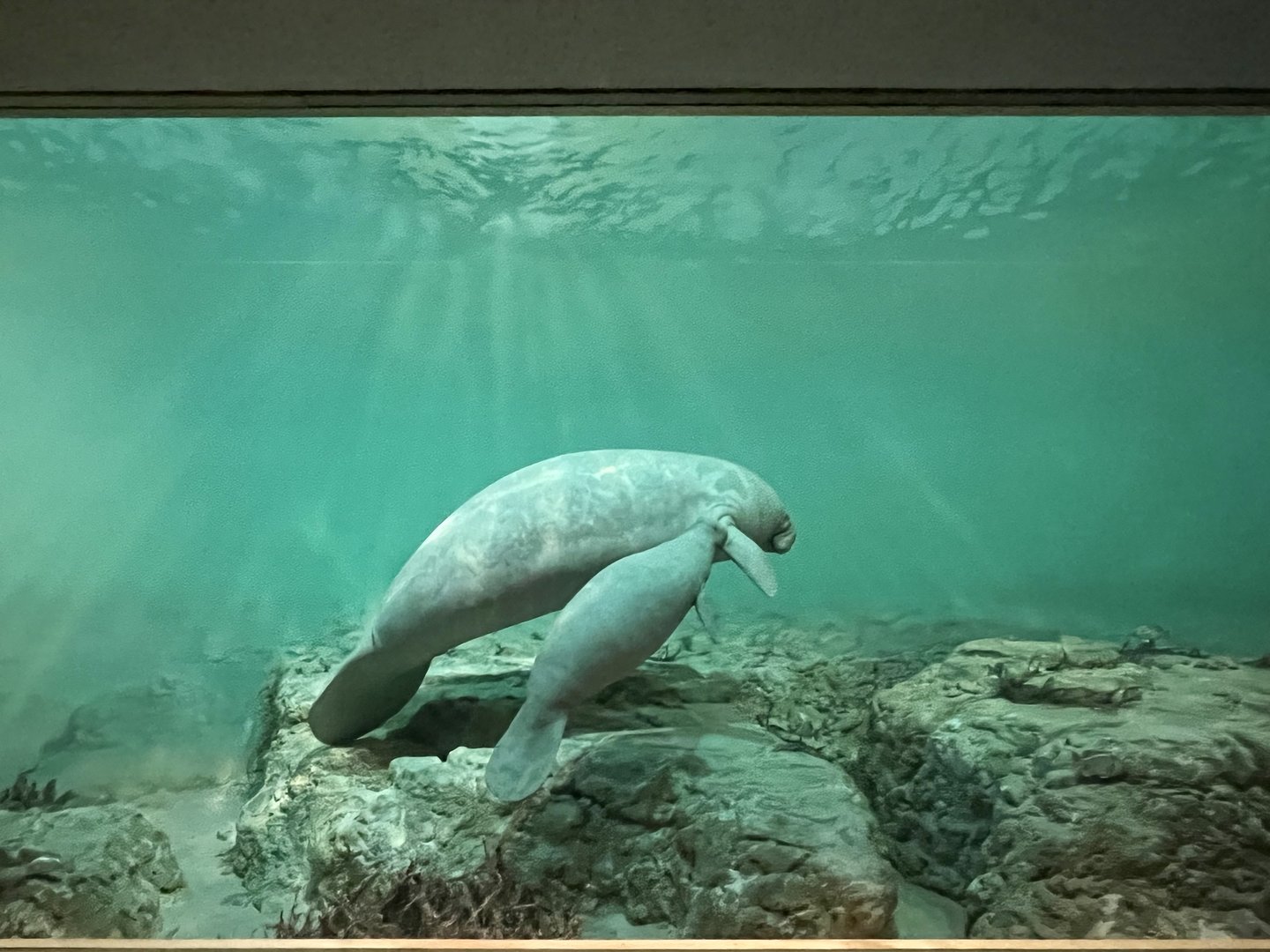 West Indian Manatee