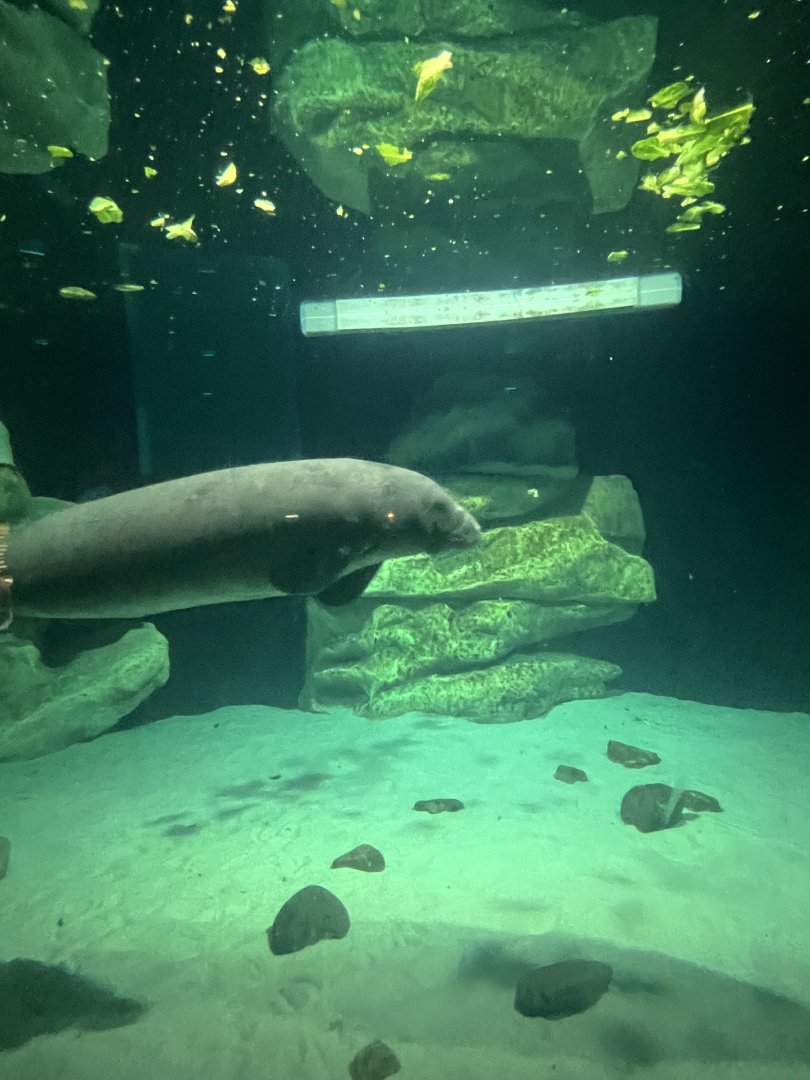 West Indian Manatee