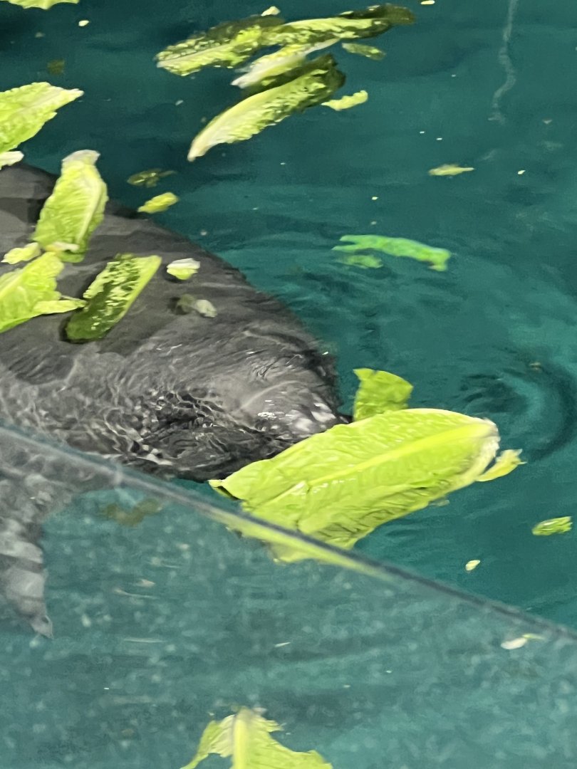 West Indian Manatee