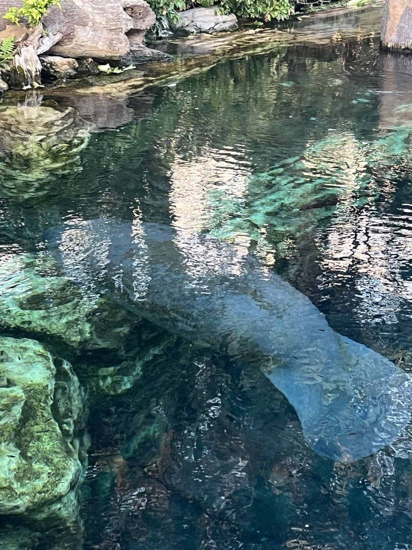 West Indian Manatee