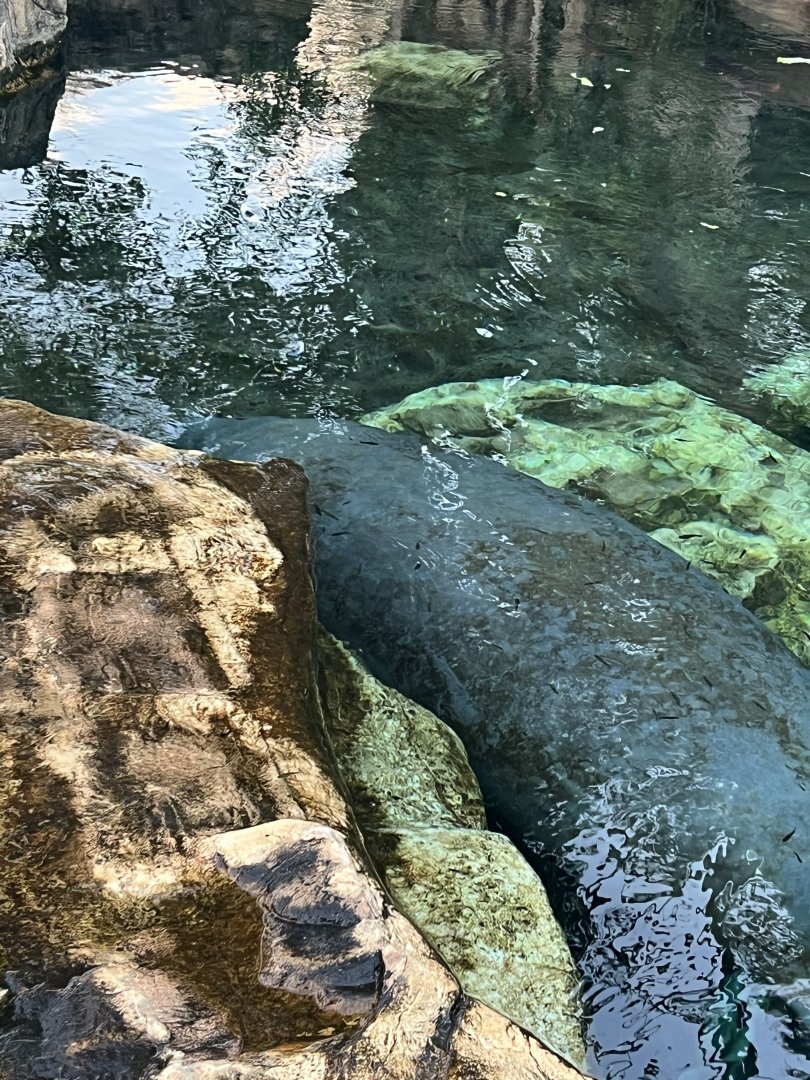 West Indian Manatee