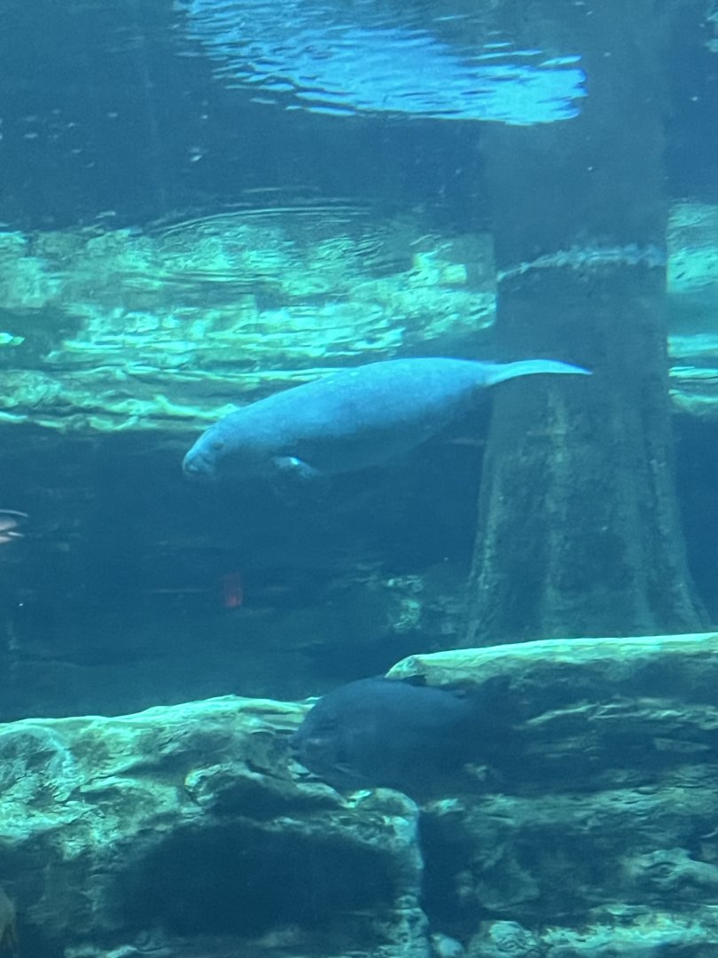 West Indian Manatee