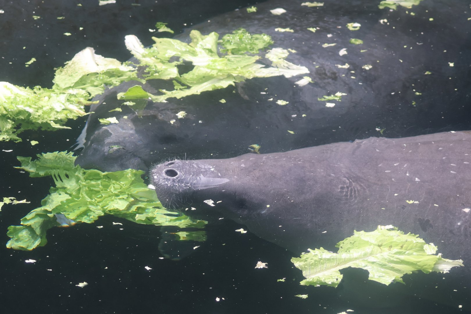 West Indian manatee