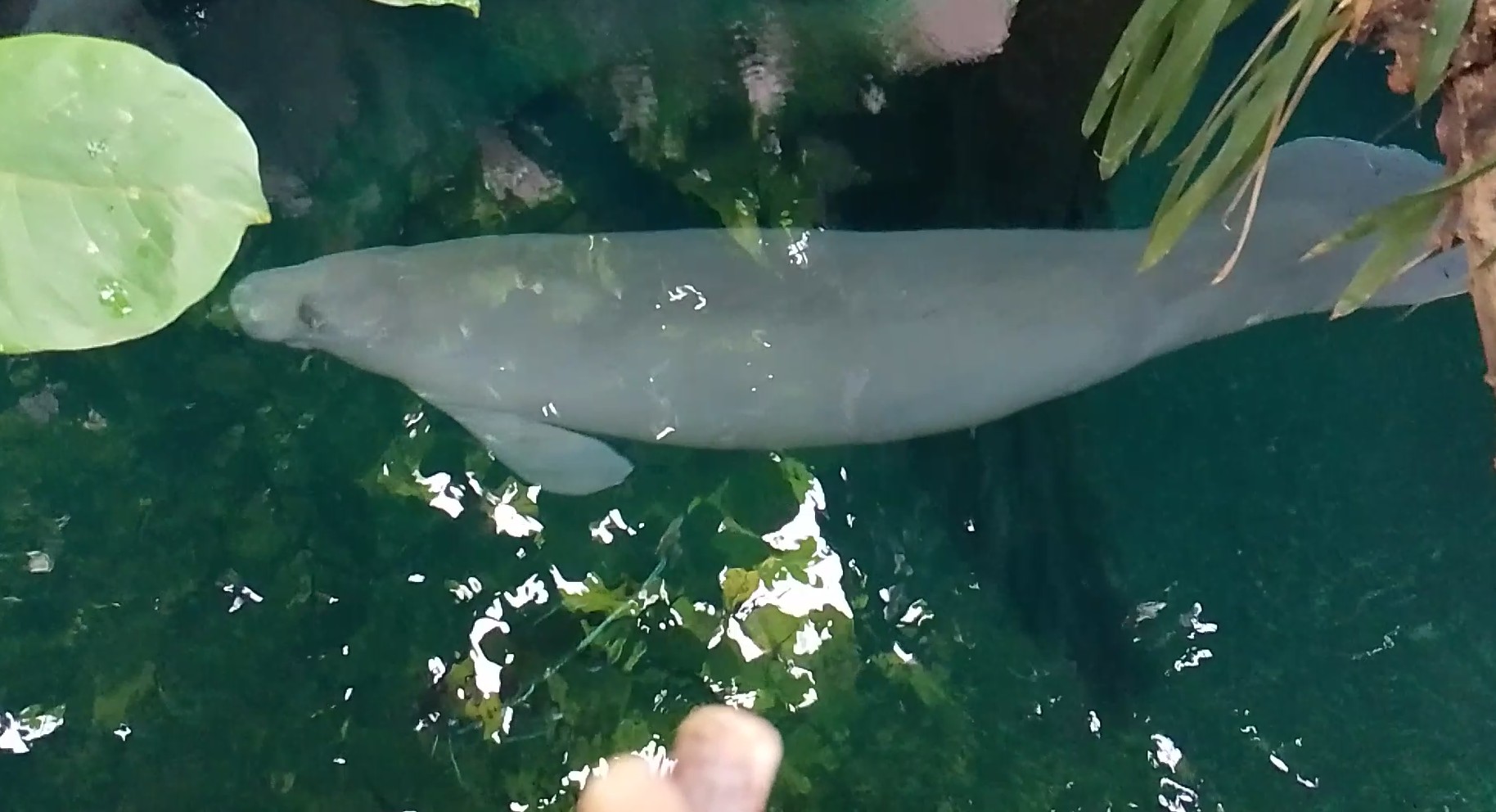 West Indian manatee