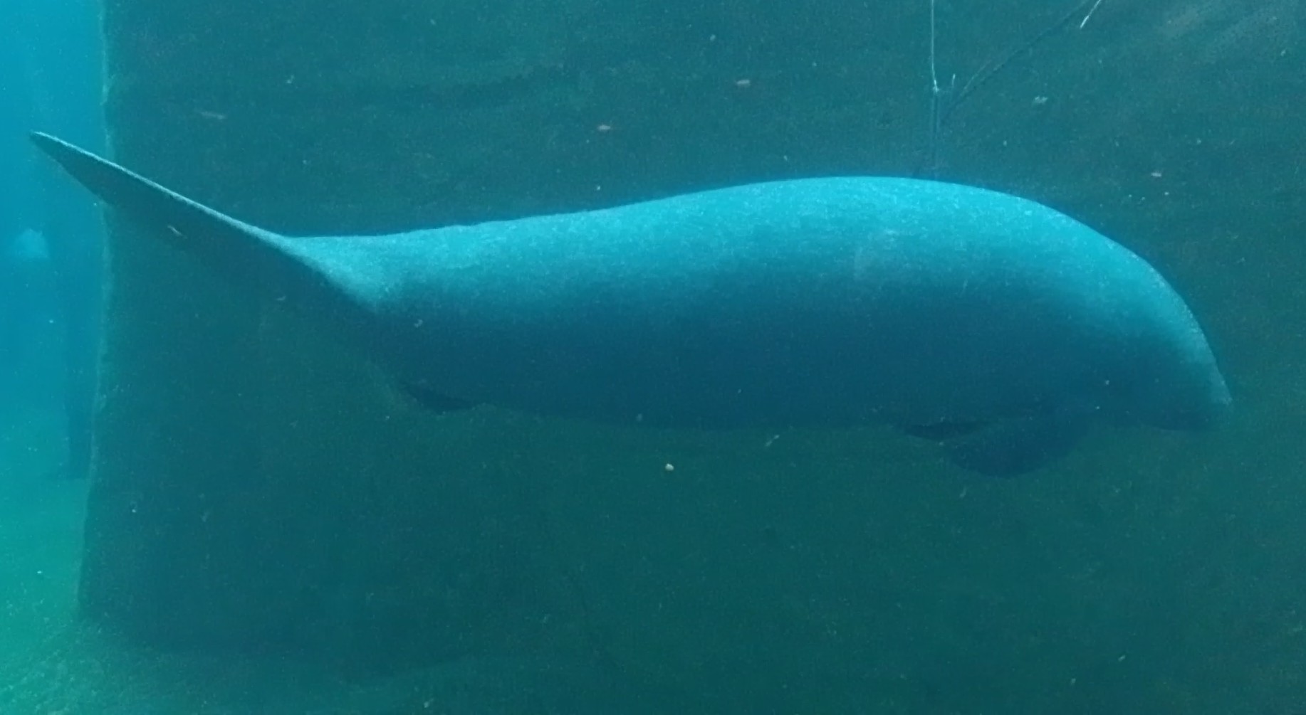 West Indian manatee