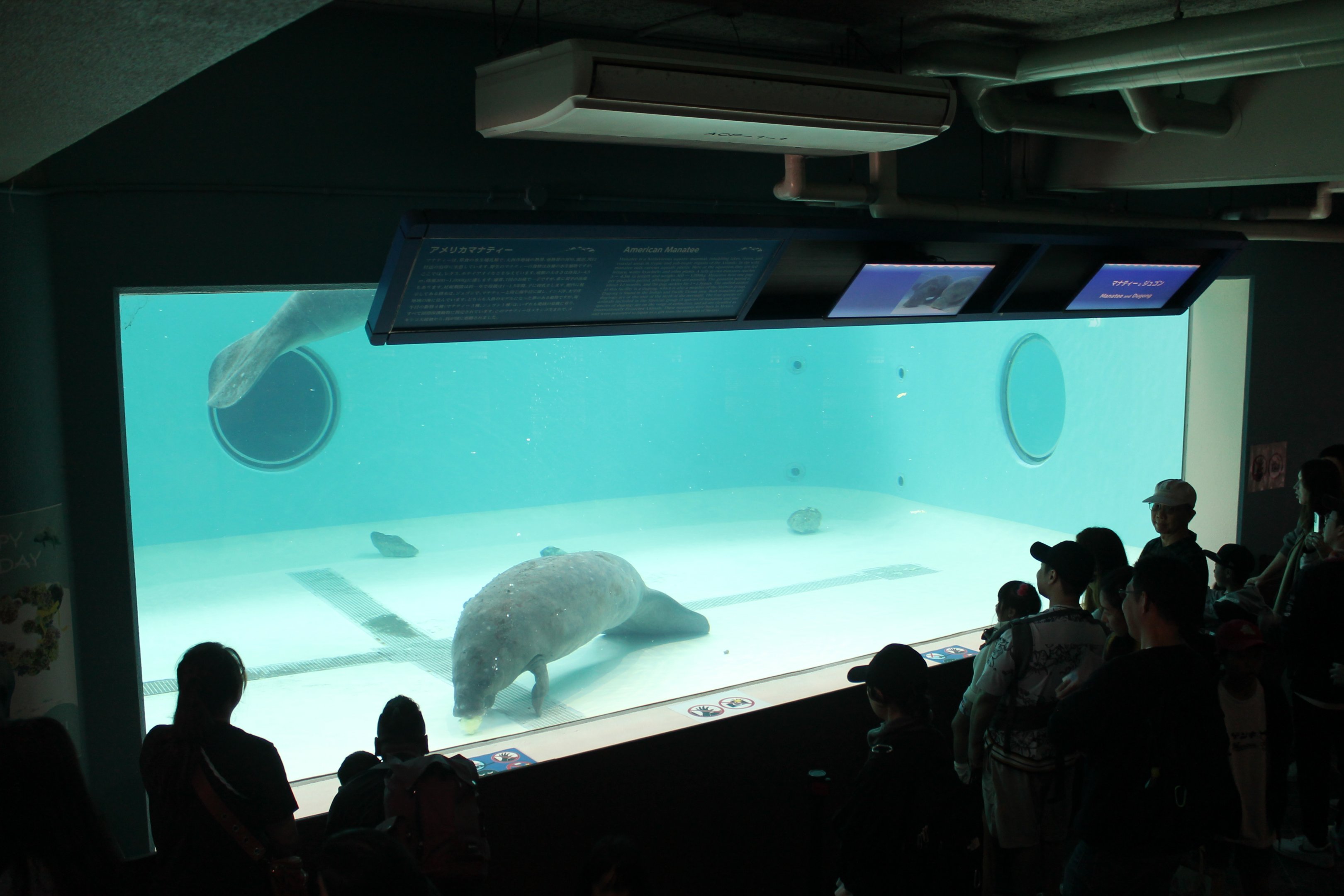 West Indian Manatees (Trichechus manatus)