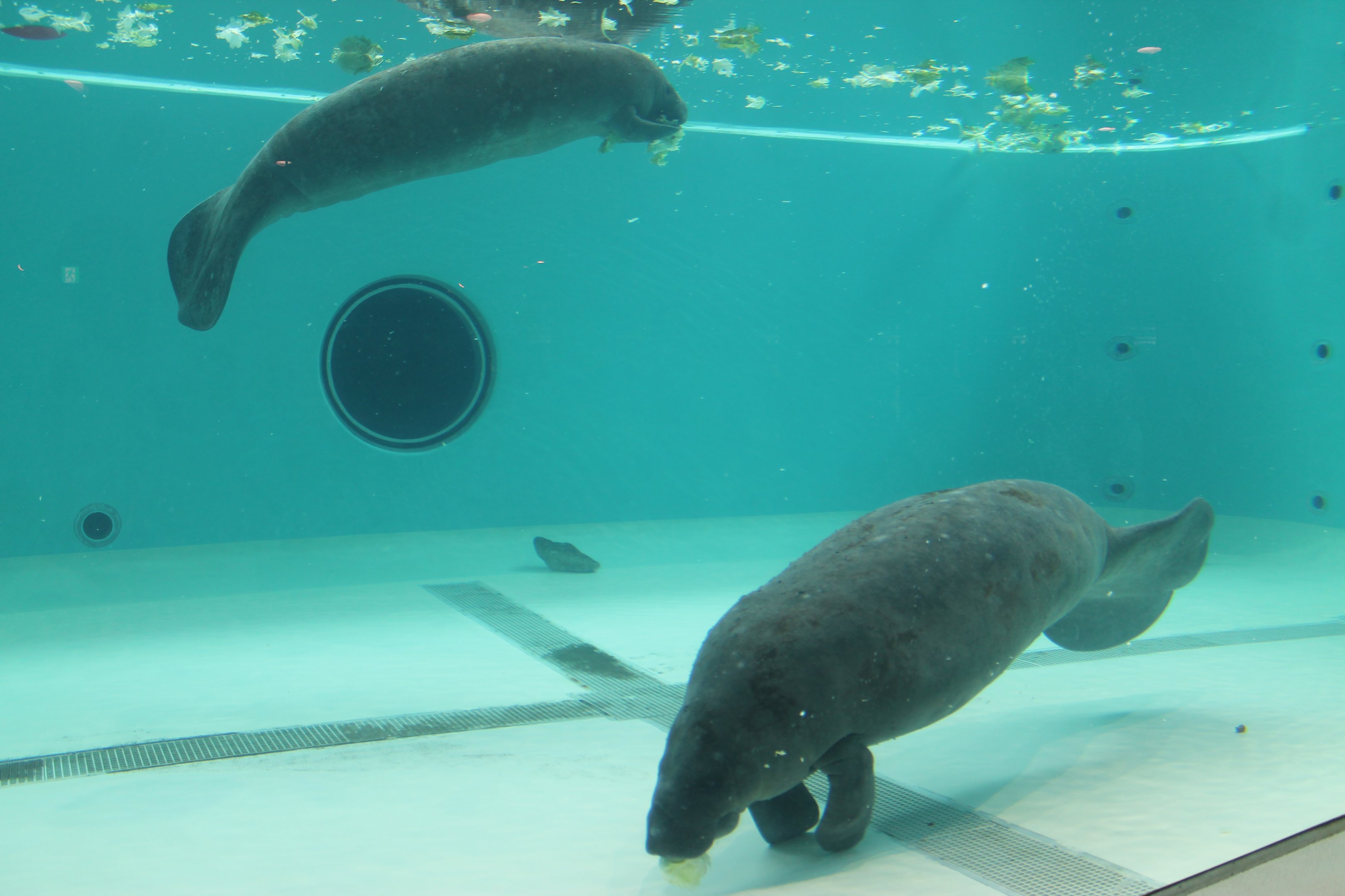 West Indian Manatees (Trichechus manatus)