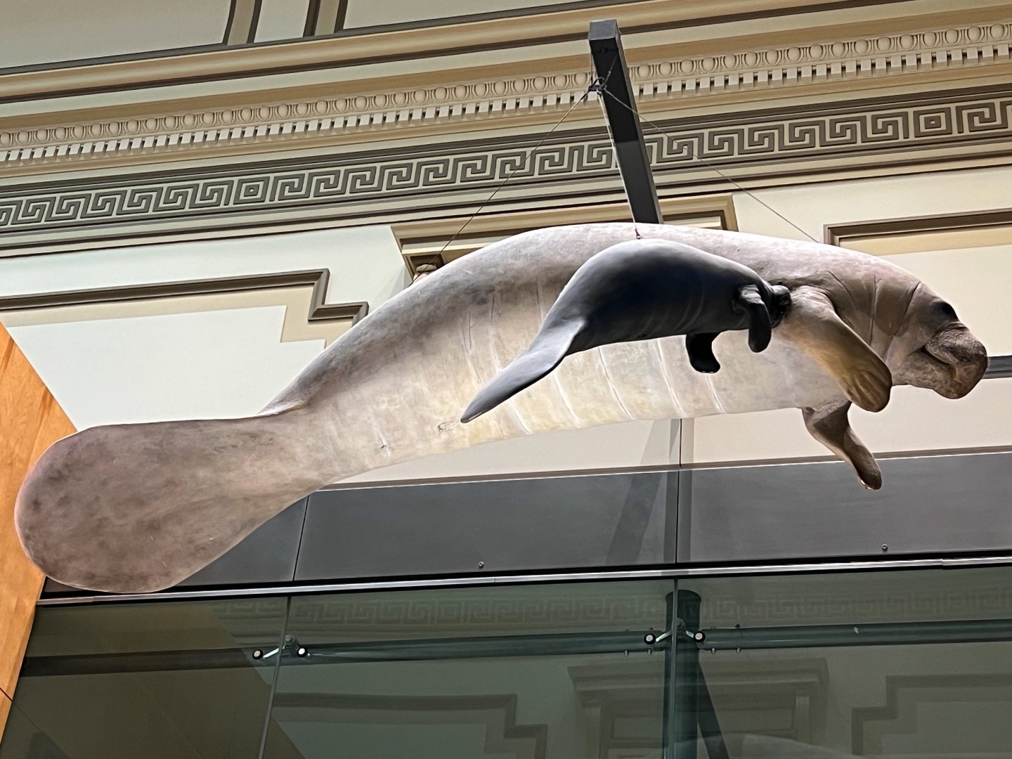 West Indian Manatees