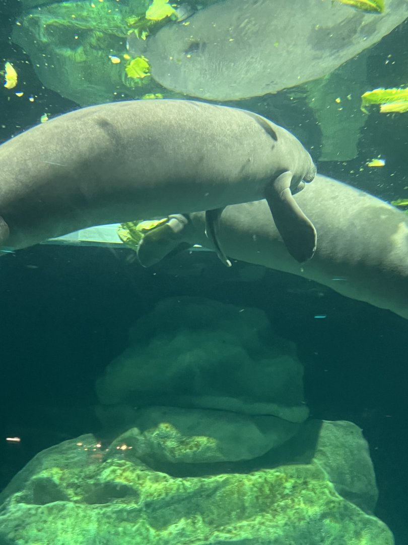 West Indian Manatees