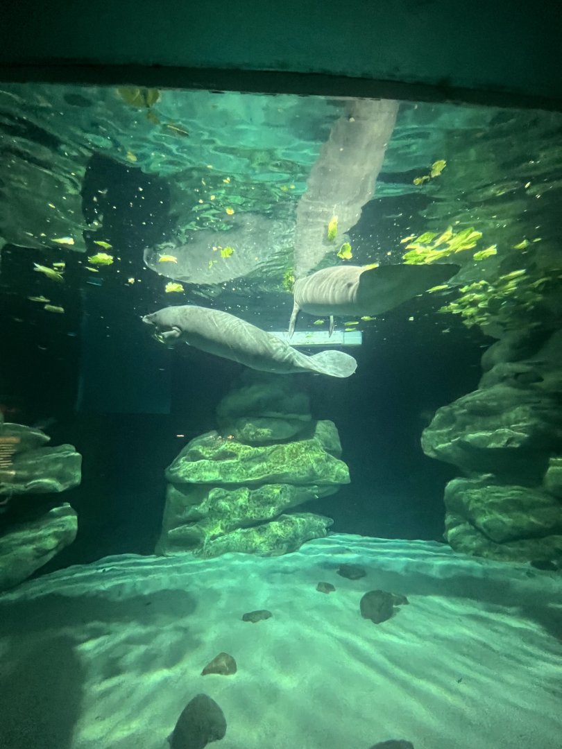 West Indian Manatees