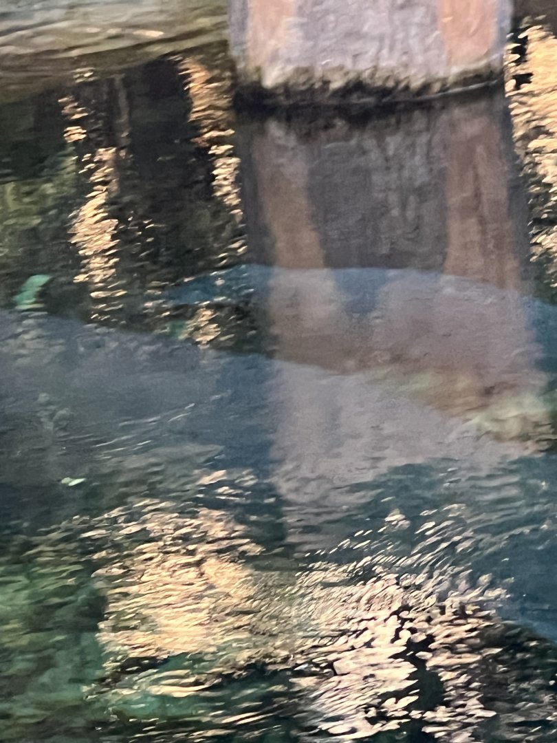 West Indian Manatees