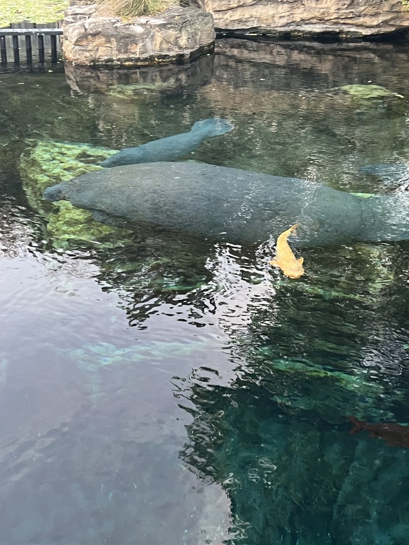 West Indian Manatees