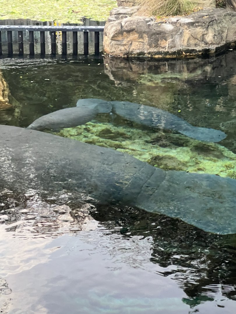 West Indian Manatees