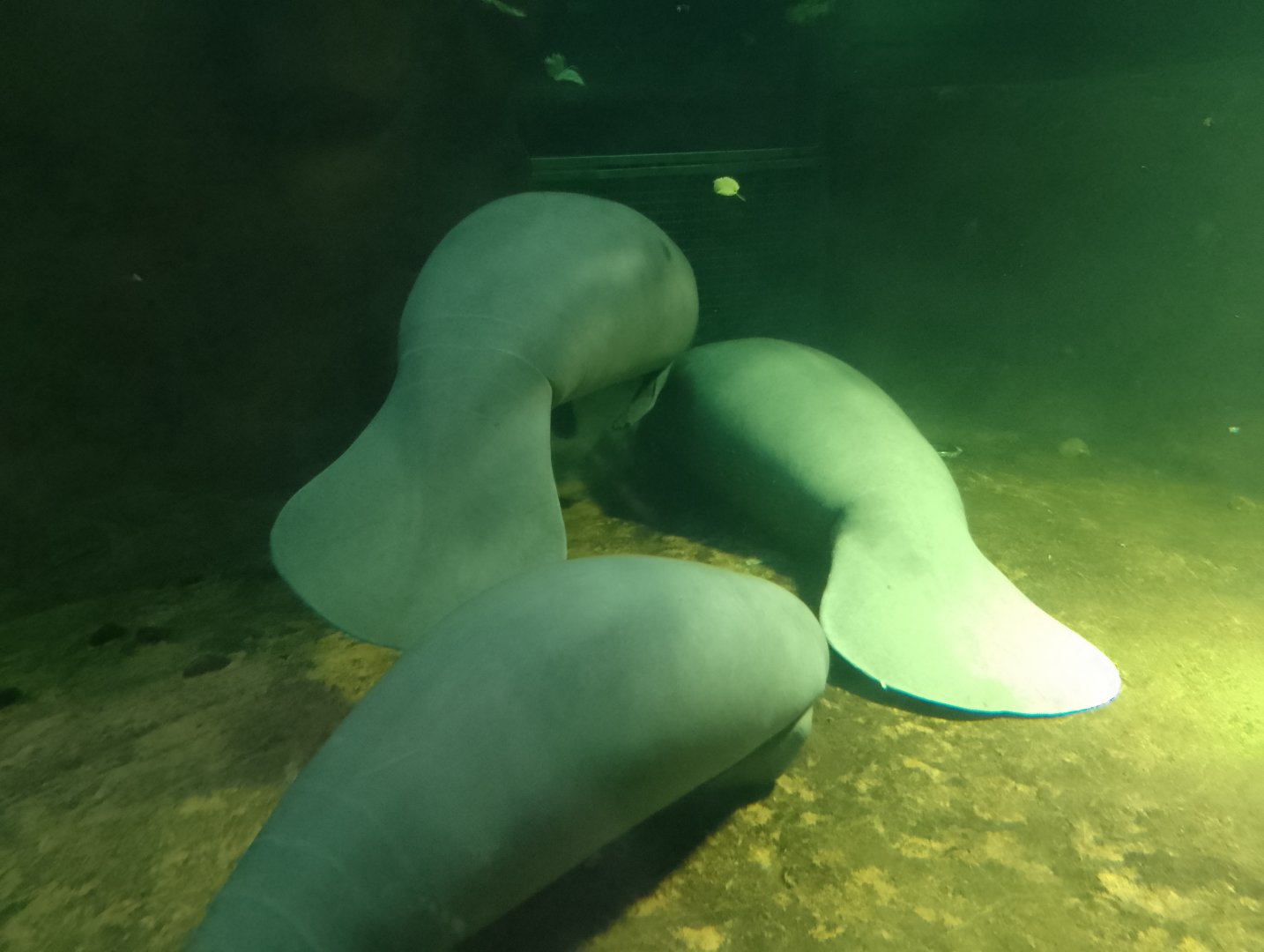 West Indian manatees