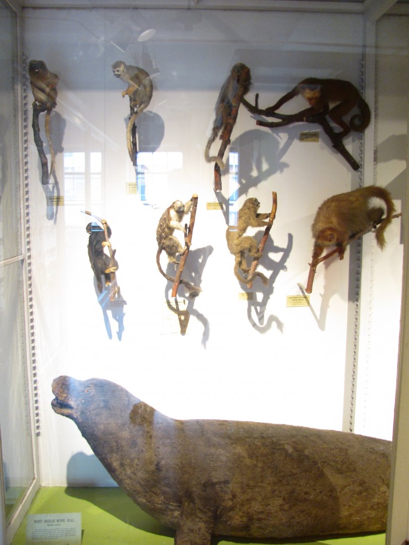 West Indian Monk Seal & Primates