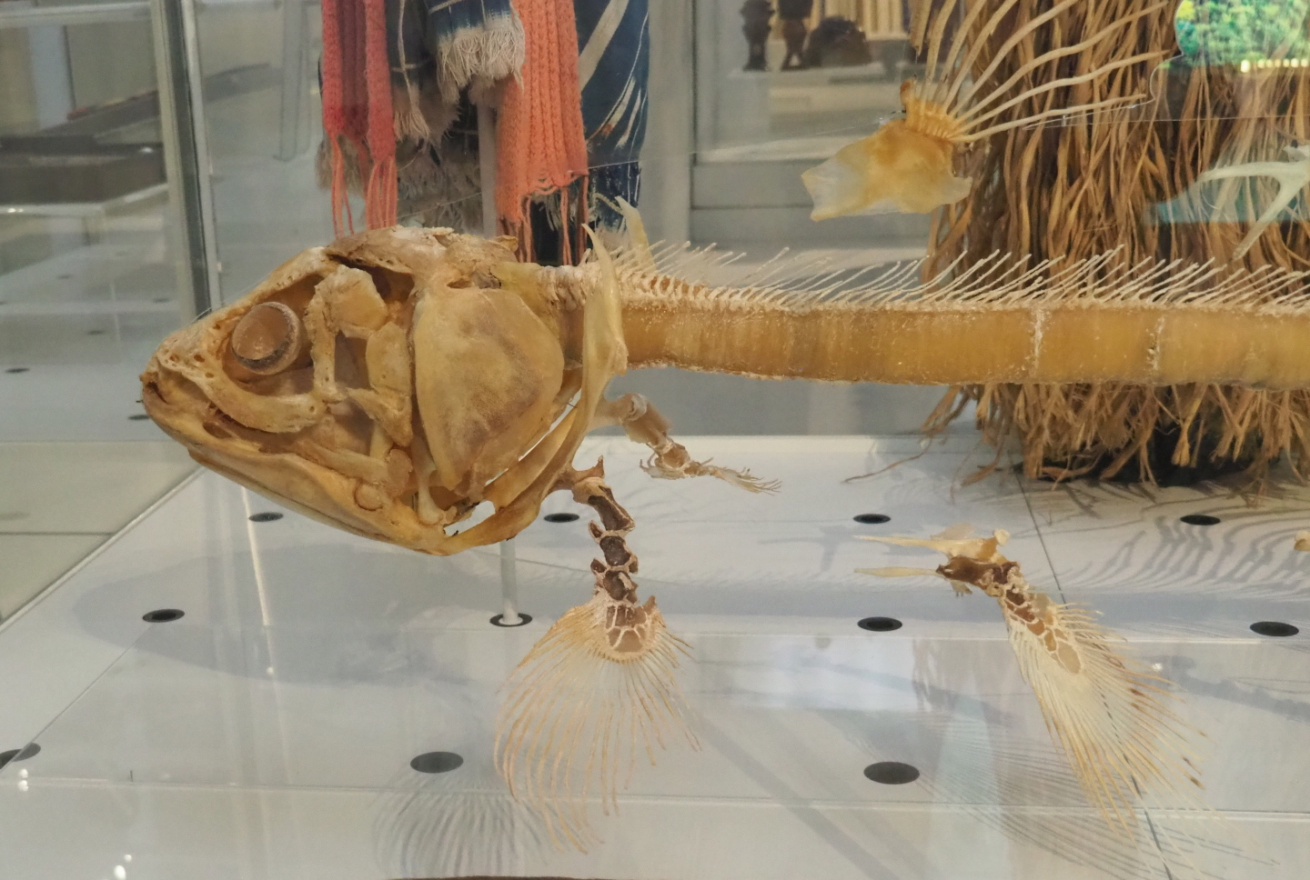 West Indian Ocean coelacanth (Latimeria chalumnae) skeleton, 2021-10-20