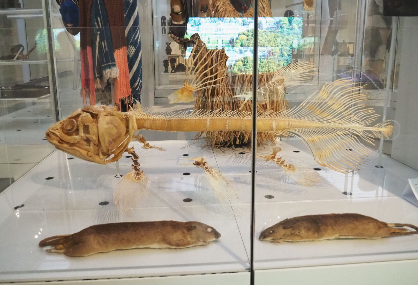 West Indian Ocean coelacanth (Latimeria chalumnae) skeleton and Giant pouched rat (Cricetomys species) specimens, 2021-10-20