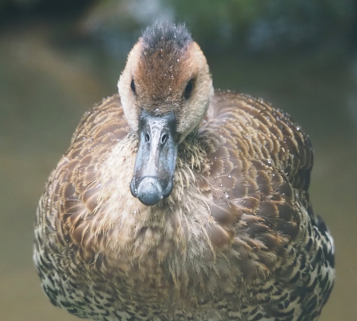 West Indian whistling-duck (Dendrocygna arborea), 2024-05-22
