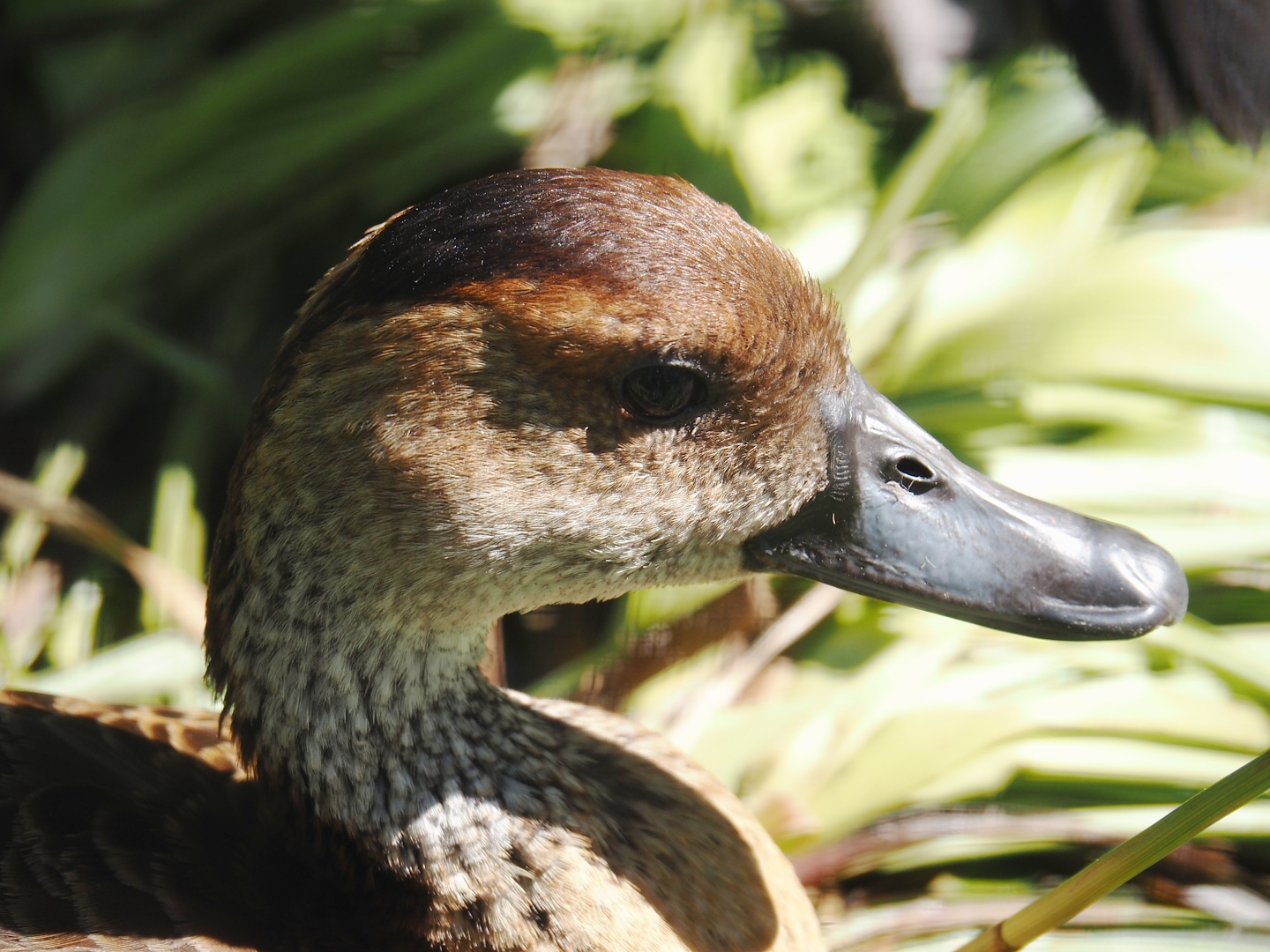 West Indian whistling-duck (Dendrocygna arborea), 2024-05-23