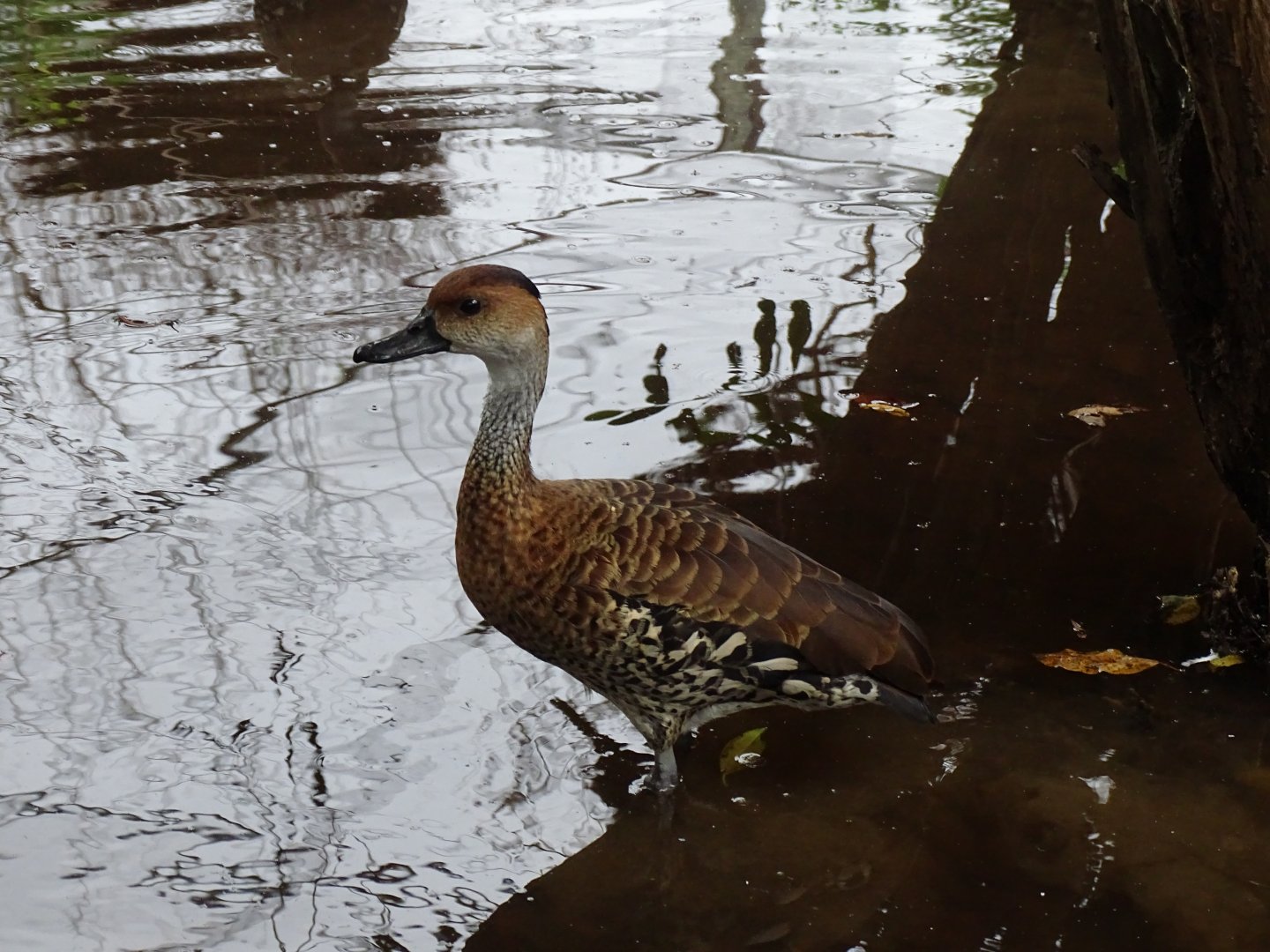 West Indian whistling duck (Dendrocygna arborea) Jamaica Swamp Safari, Jamaica