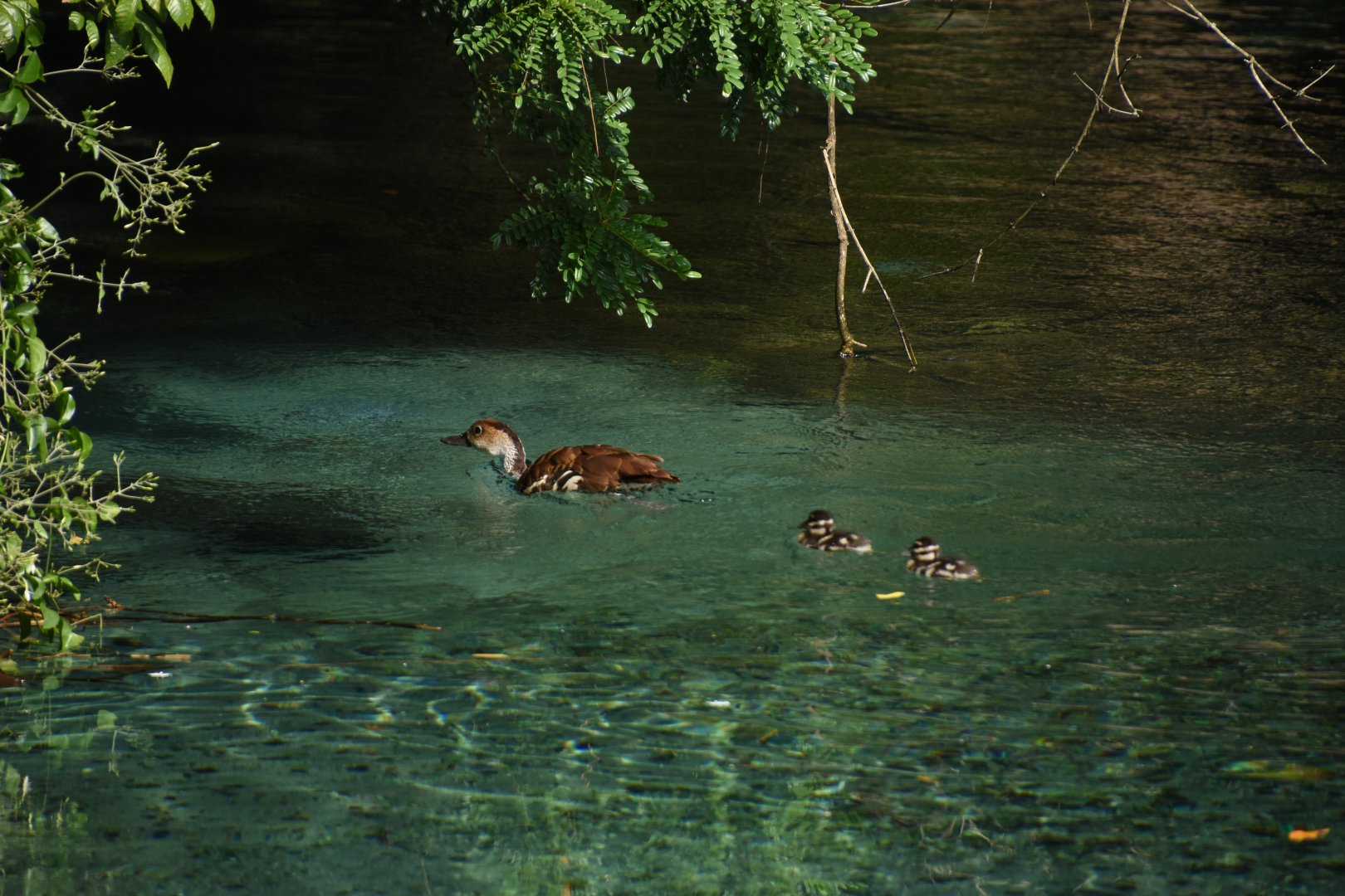 West Indian whistling duck (Dendrocygna arborea) with chicks