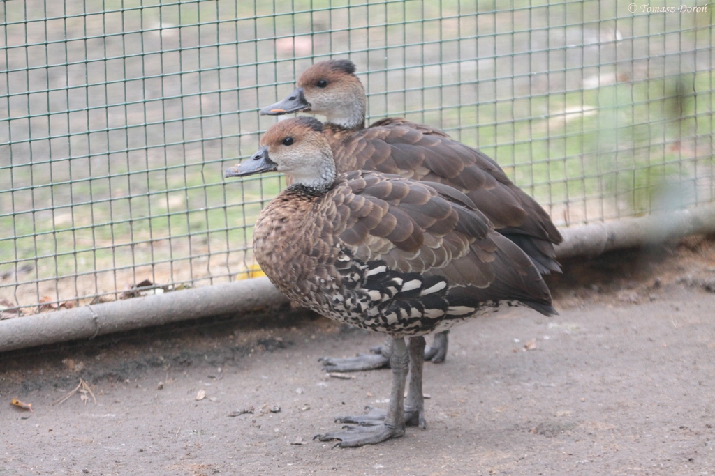 West Indian Whistling-duck (Dendrocygna arborea)