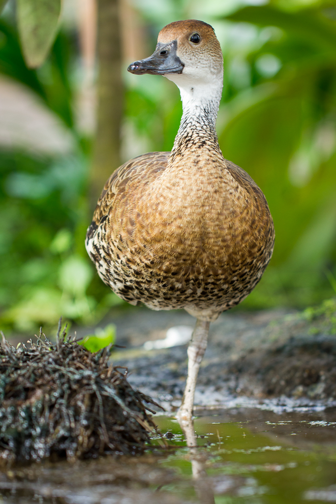 West Indian whistling duck - Dendrocygna arborea