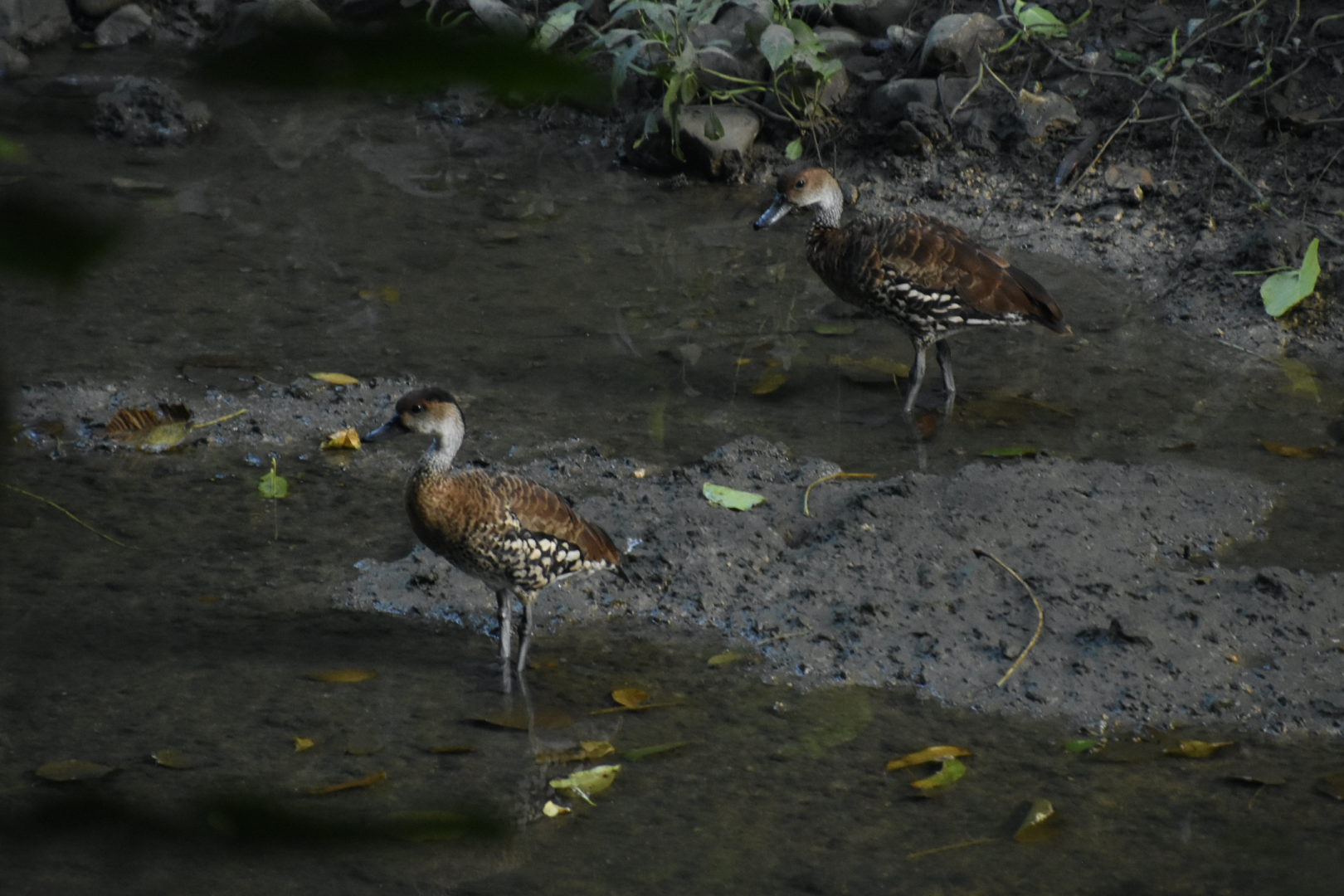 West Indian whistling duck (Dendrocygna arborea)